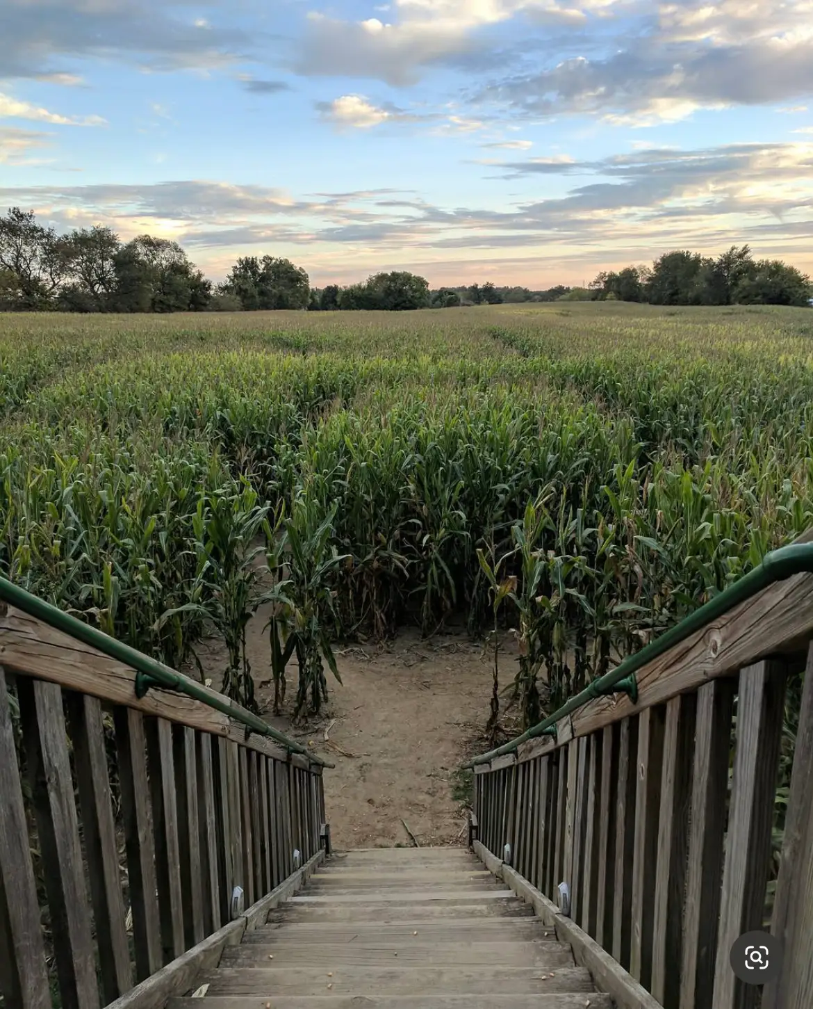 Corn mazes at Amazing Acres