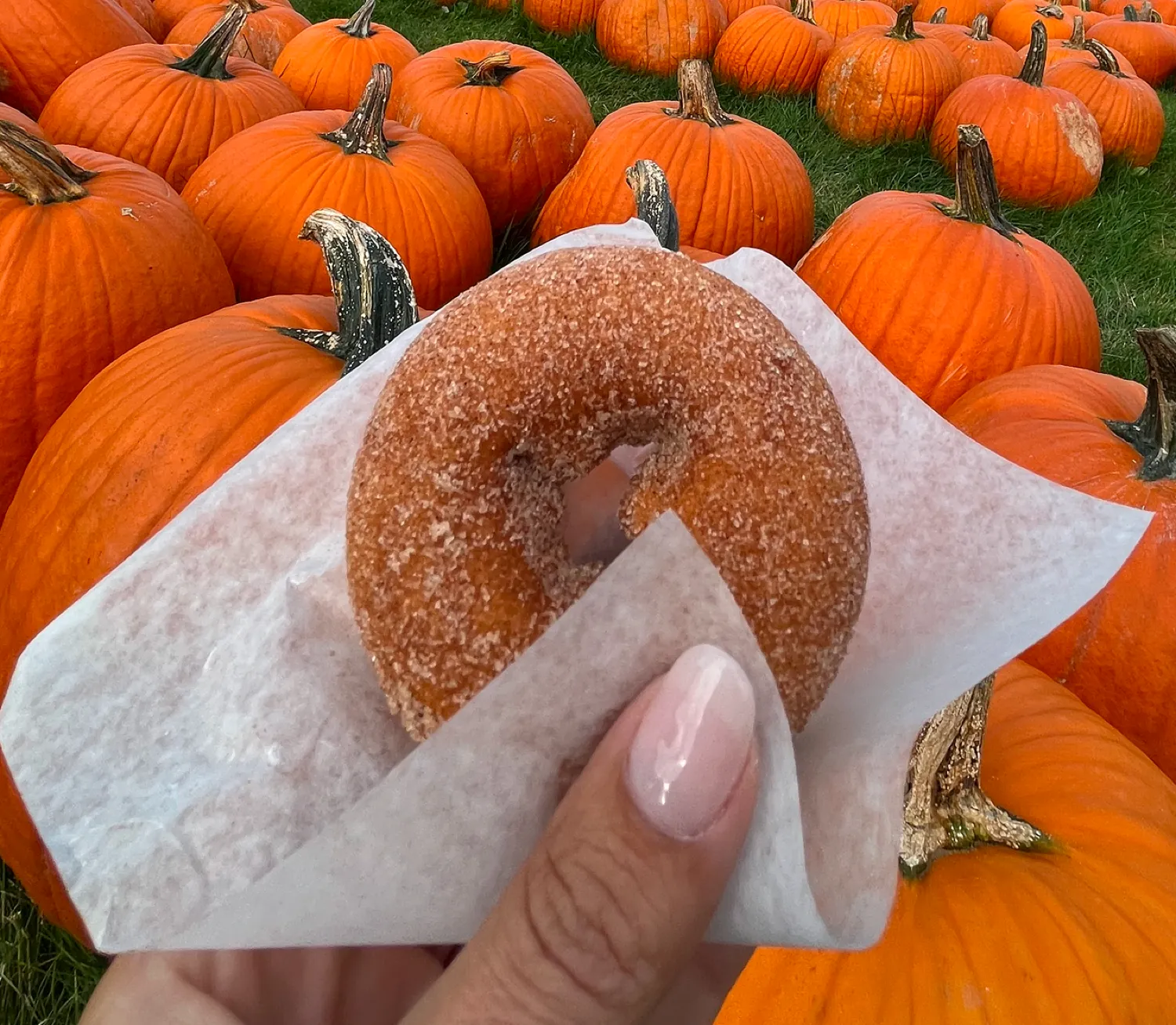 Fresh doughnuts at Amazing Acres