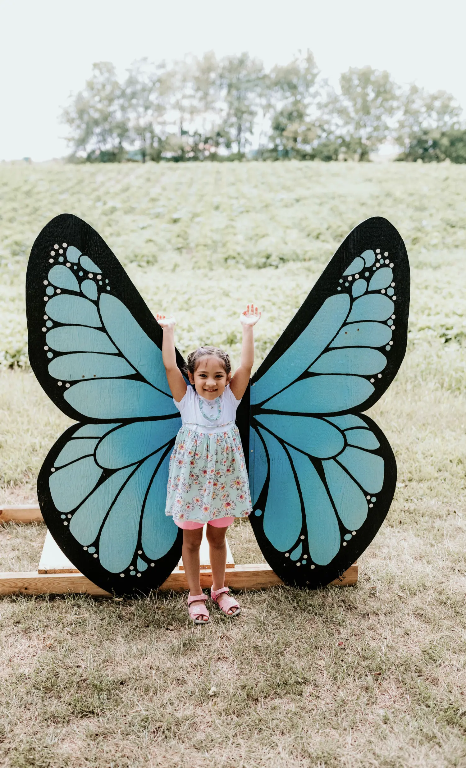 Larger-Than-Life Butterflies